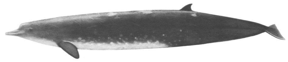 rounded flippers, short slightly falcate dorsal fin, and (usually) unnotched flukes. A pair of V-shaped throat grooves is present.