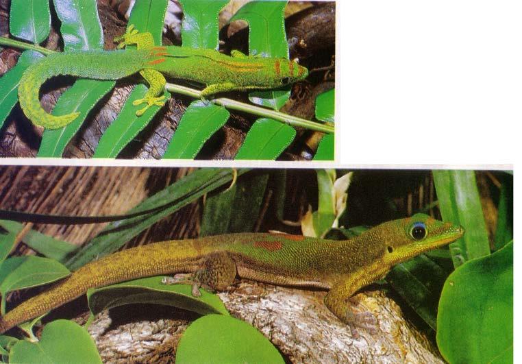 Phelsuma Scalation: Above, body with small juxtaposed granular scales; below, scales flattened, larger and imbricate.