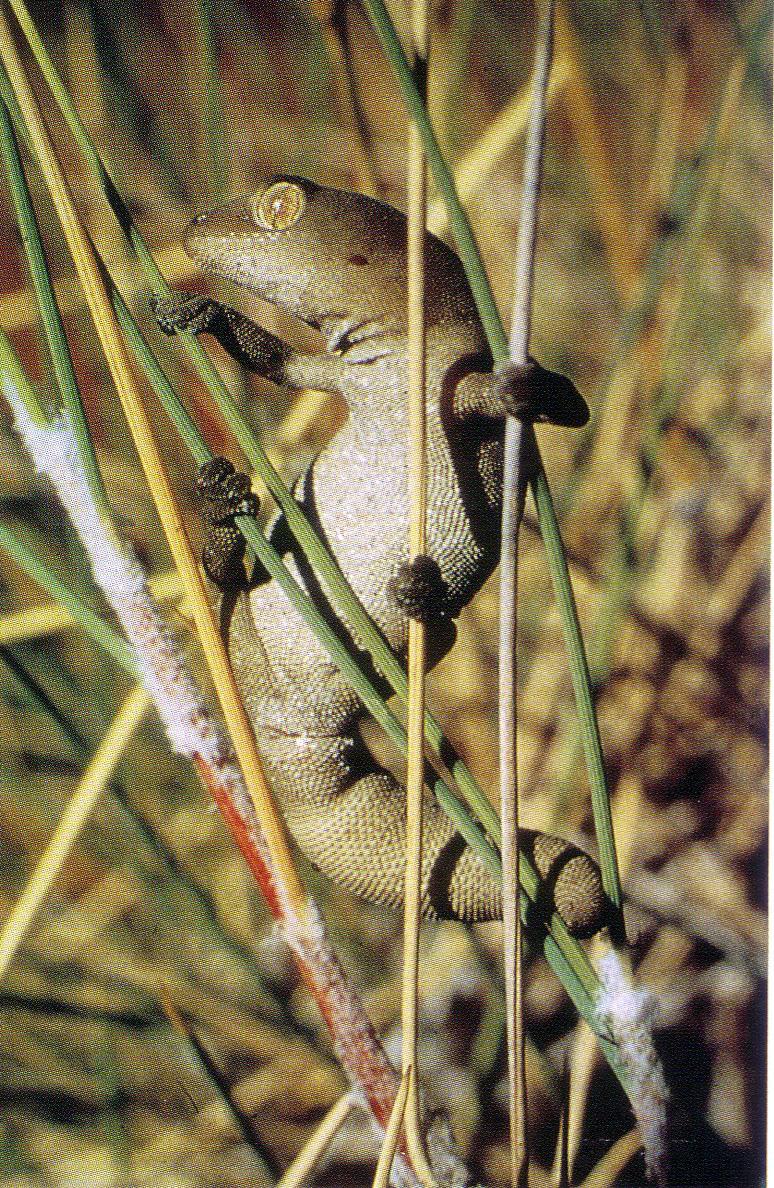 DIPLODACTYLIDAE Pacific Geckos 121 species in 15 genera New Zealand, New Caledonia, Australia except S Victoria and Tasmania. Size: 4.5-36 cm.