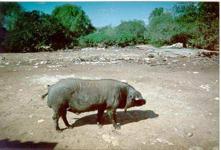 54 Majorcan Black pig and conservation of the breed.