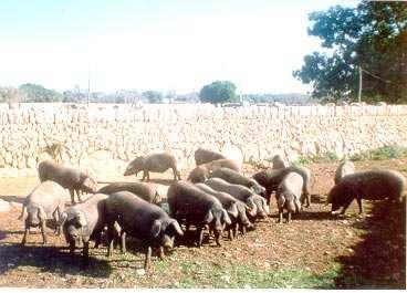 56 Majorcan Black pig Figure 2. Traditional management system of the Majorcan Black pig.