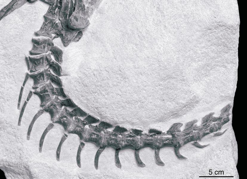 10 AMERICAN MUSEUM NOVITATES NO. 3420 Fig. 8. Anterior caudal vertebrae of Shenzhousaurus orientalis. tal elements.