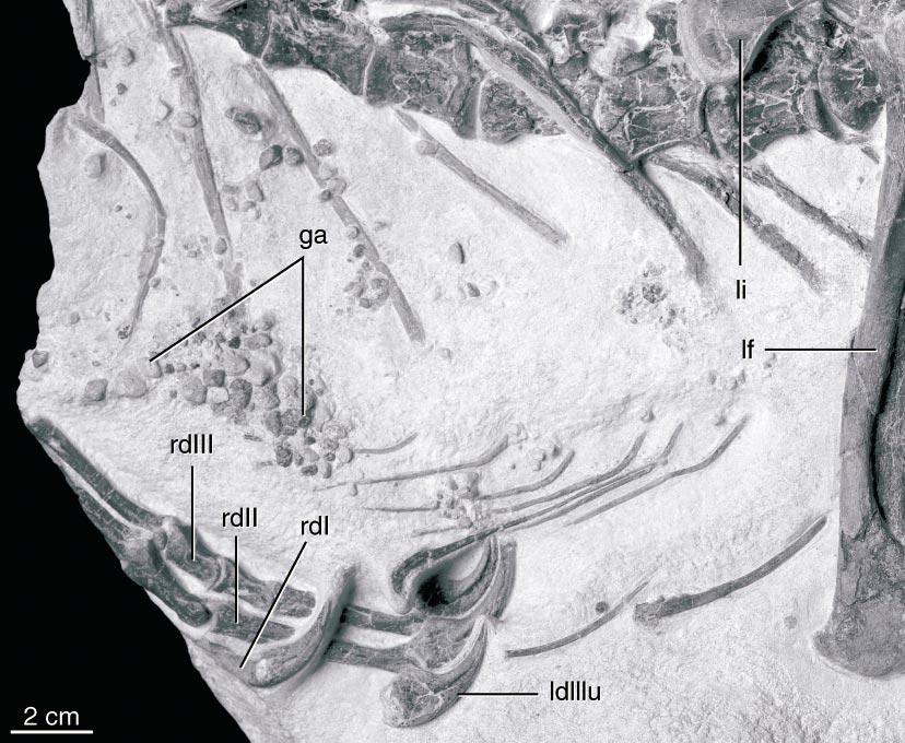 2003 JI ET AL.: A TOOTHED ORNITHOMIMOSAUR 11 Fig. 9. Gastroliths of Shenzhousaurus orientalis.