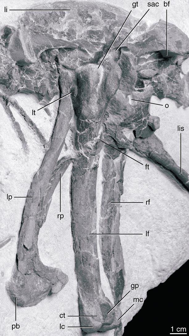2003 JI ET AL.: A TOOTHED ORNITHOMIMOSAUR 13 Fig. 10. Pelvis of Shenzhousaurus orientalis.