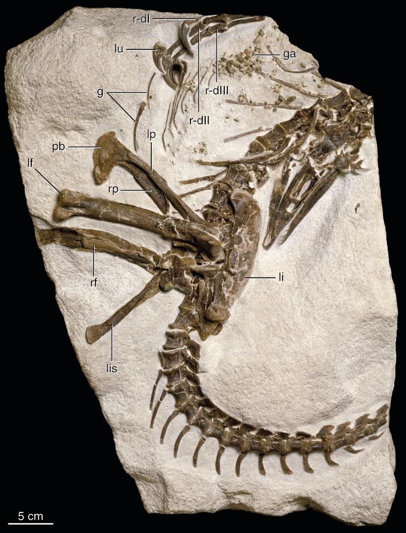 4 AMERICAN MUSEUM NOVITATES NO. 3420 Fig. 2. The holotype skeleton of Shenzhousaurus orientalis as preserved on the main block, with parts in counterblock reattached.
