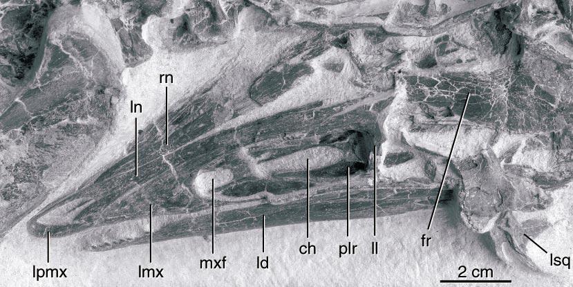 2003 JI ET AL.: A TOOTHED ORNITHOMIMOSAUR 5 Fig. 3. The fossil locality.