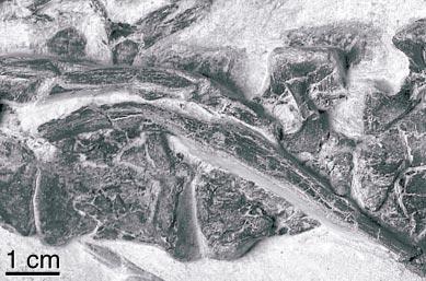 2003 JI ET AL.: A TOOTHED ORNITHOMIMOSAUR 9 Fig. 7. orientalis.
