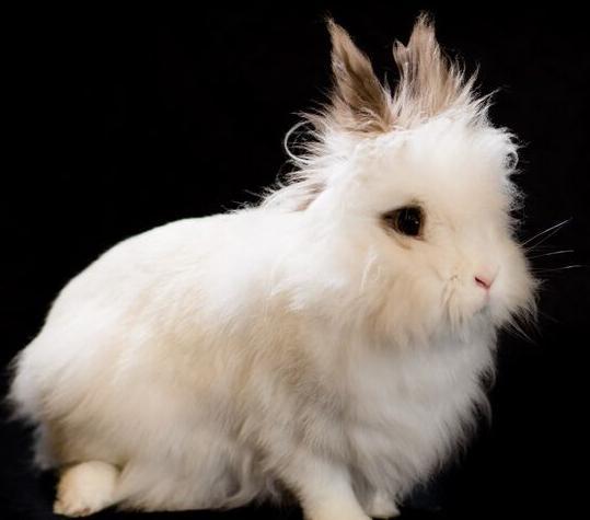 Age: Approx 3 years Sex: Female Breed: Double Maned Lionhead Medical Treatments/Conditions: Spayed Stardust is a shy but curious rabbit.