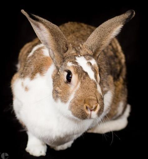 Age: approx 5-6 years old Sex: Spayed Female Breed: Flemish Giant Cross Medical Treatments/Conditions: Emergency spay to remove cancerous uterus Percy is extremely inquisitive about the world around