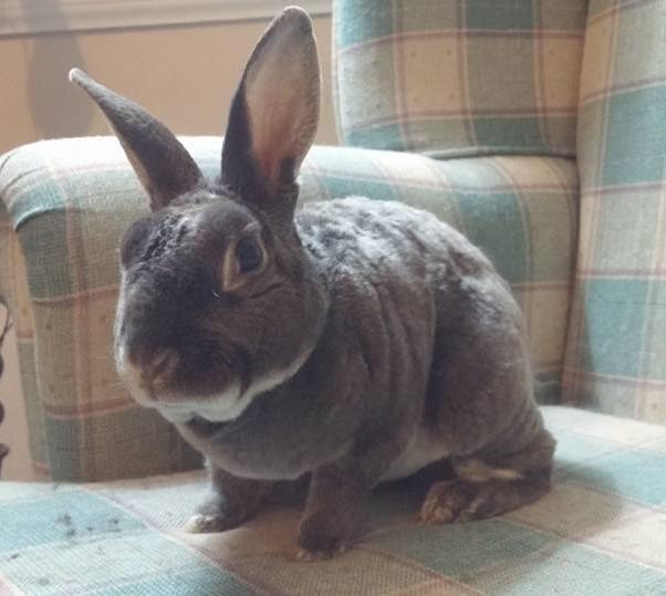 Age: 1 year Sex: Neutered Male Breed: Mini Rex Medical Treatments/Conditions: Neutered Ronan is a very fun little guy who loves being where the action is.