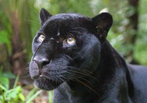 As stealth predators that are very hard to see, black panthers are sometimes nicknamed ghosts of the forest Black panthers are as mysterious as their shadowy appearance suggests.