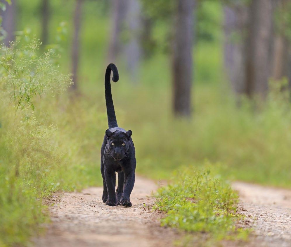 BLACK PANTHERS ARE RaRE.