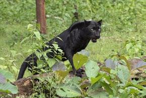 However, some scientists believe that the melanistic cats are better