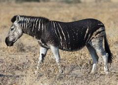 default colour of a zebra is black, with white stripes.