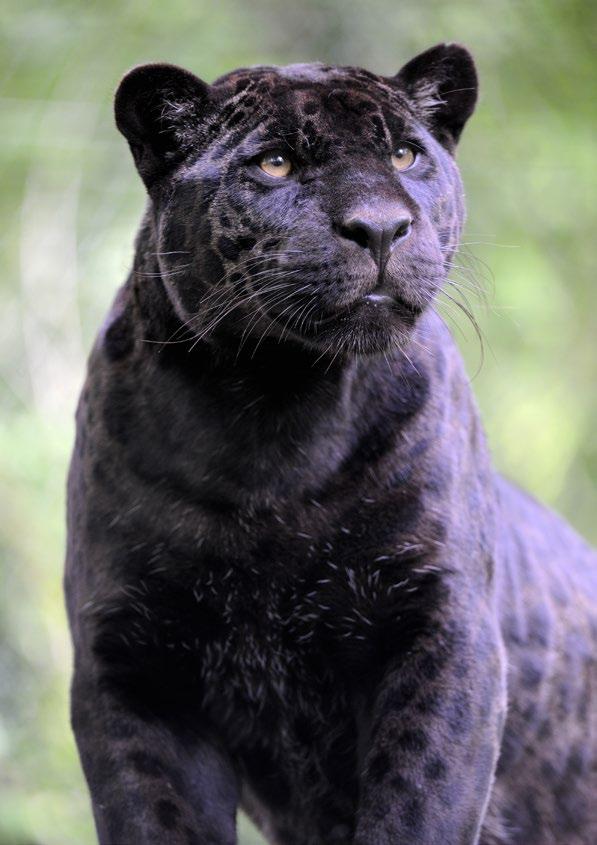 melanism is the opposite of albinism An animal
