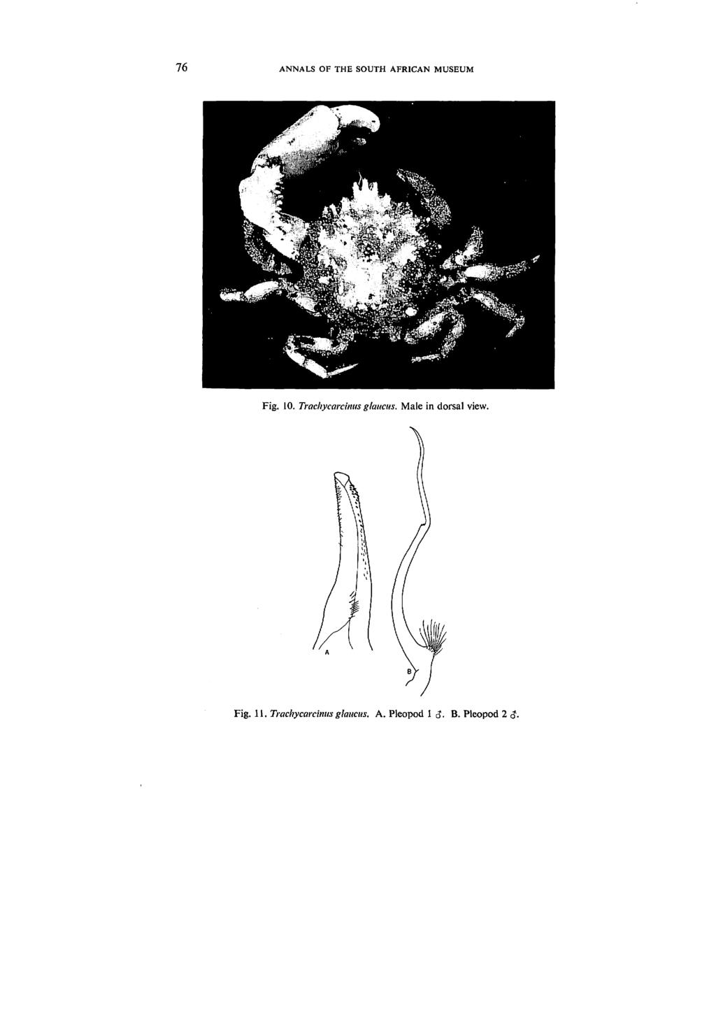 76 ANNALS OF THE SOUTH AFRICAN MUSEUM * M m Fig. JO. Trachycarcinus glaucus.