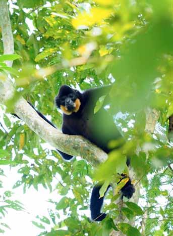 A GIBBON S LOVE STORY Hoang Da, a wild yellow-cheeked gibbon (Nomascus gabriellae) in Cat Tien forest, was in love with the songs of Uli, a female gibbon rescued from a household cage, who was living