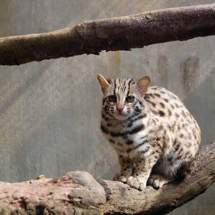 THE TIMID LEOPARD CAT Tam Thanh, a leopard cat (Prionailurus bengalensis), was rescued from the illegal animal trade by the Forest Protection Department in Lang Son in September 2014.