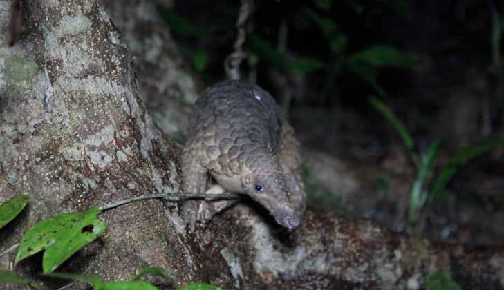 Miracle - the Javan pangolin Nguyen Phuong Thao / SVW / WWF-Vietnam Saola / WWF-Vietnam MIRACLE - THE WAY HOME Miracle is the name of the first Sunda pangolin (Manis javanica) successfully born and