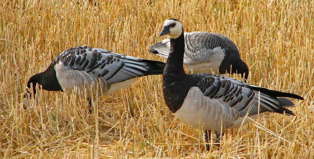 Agreement on the Conservation of African-Eurasian Migratory Waterbirds (AEWA) DRAFT AEWA International Single Species Management Plan for the Barnacle Goose (Branta leucopsis)