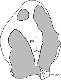 440 PALAEONTOLOGY, VOLUME 50 CRYPTODIRA Cope, 1868 cf. Pantrionychia Joyce, Parham and Gauthier, 2004 indet. Text-figure 7 Material. IVPP V4074.17, a poorly preserved skull in dorsal aspect.