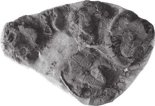 TEXT-FIG. 1. Slab 1, including the holotype of Sinemys wuerhoensis Yeh, 1973, nomen dubium (IVPP 4074). DANILOV AND PARHAM: PROBLEMATIC CRETACEOUS TURTLE FROM CHINA 433 fontanelle.