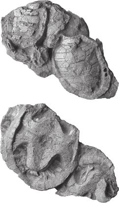 434 PALAEONTOLOGY, VOLUME 50 A B TEXT-FIG. 2. Slab 2, including the holotype of Ordosemys brinkmania sp. nov. A, from one side. B, from the other side.