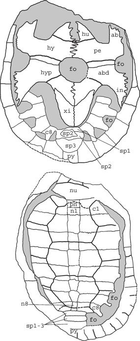 436 PALAEONTOLOGY, VOLUME 50 A B TEXT-FIG. 4. Ordosemys brinkmania sp. nov. A, IVPP V4074.4 (holotype), shell in ventral view. B, IVPP V4074.3, shell in dorsal view.