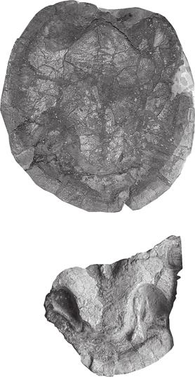 438 PALAEONTOLOGY, VOLUME 50 A B TEXT-FIG. 5. Ordosemys brinkmania sp. nov. A, IVPP V4074.1, shell in ventral view. B, IVPP 4074.19, posterior part of the shell in ventral view.