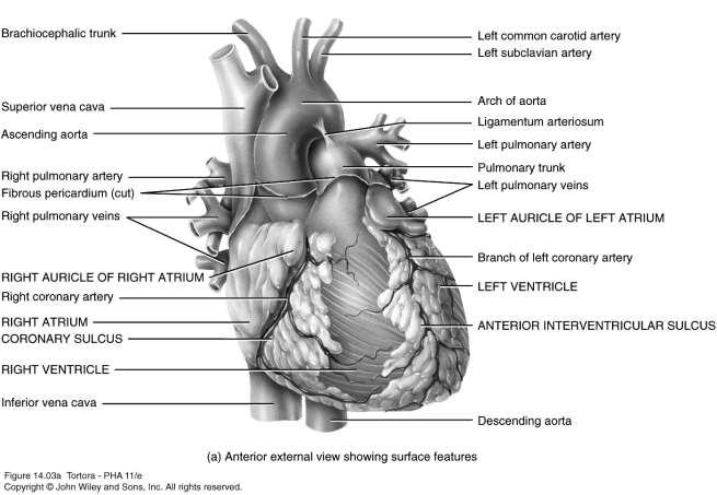 Surface Features of the Heart, Anterior View Frontal