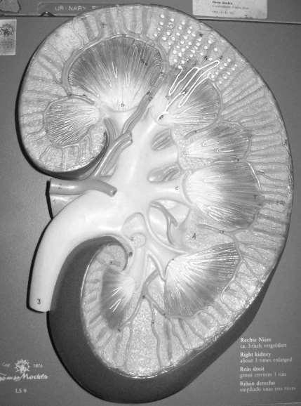 Kidney-Nephron-Renal Corpuscle Model renal cortex renal medulla renal