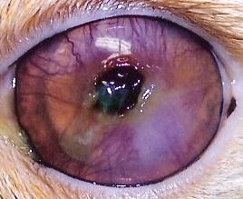 Corneal sequestrum Upper Eyelid Agenesis Common sequelae to chronic corneal ulceration Persians and Himalayans are