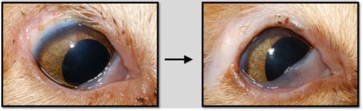 common Treatment is similar to that of a routine ulceration Frequently seen in more than one kitten in affect litters