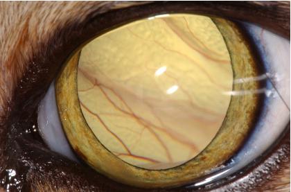 5mg/kg/day tapered Topical anti-inflammatories, often a steroid, such as prednisolone acetate 1% in combination with a NSAID, such as flurbiprofen; both are used every 8-12 hours Cataracts in Cats