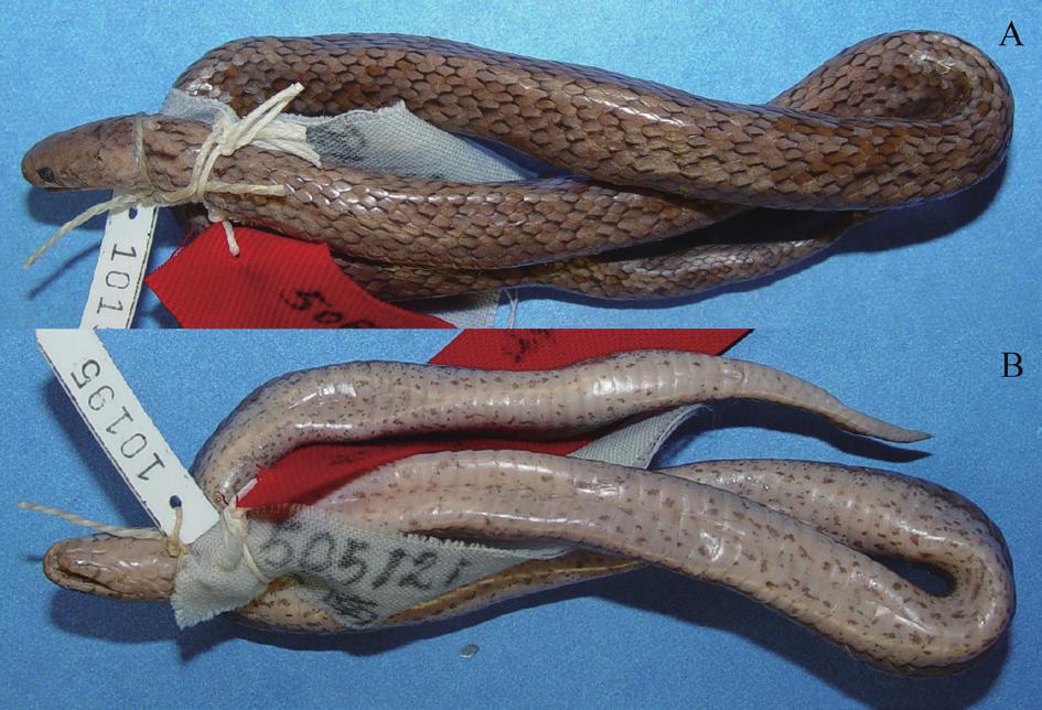 No. 4 Peng GUO et al. Catalogue of the Type Specimens: III. Snakes Type locality: Lingshui, Hainan, China. Allotype: CIB 010497, female, Qiongzhong, Hainan.