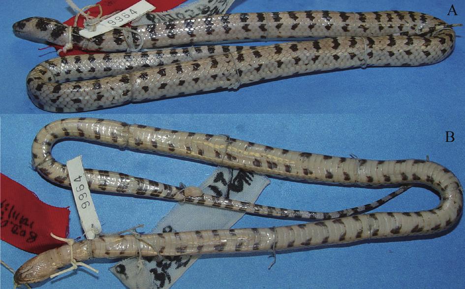 Rhabdophis pentasupralabralis Jiang and Zhao, 1983 Rhabdophis pentasupralabralis was described as a new subspecies of Rhabdophis nuchalis by Jiang and Zhao in Acta Herpetol Sin (New Ser), 1983, 2(1):