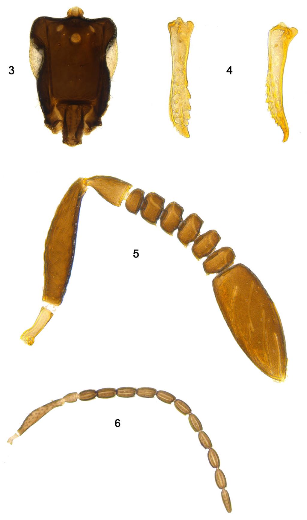 Mesosoma magnified Metacoxa Images 3 6. Eubroncus scutatus sp. nov.