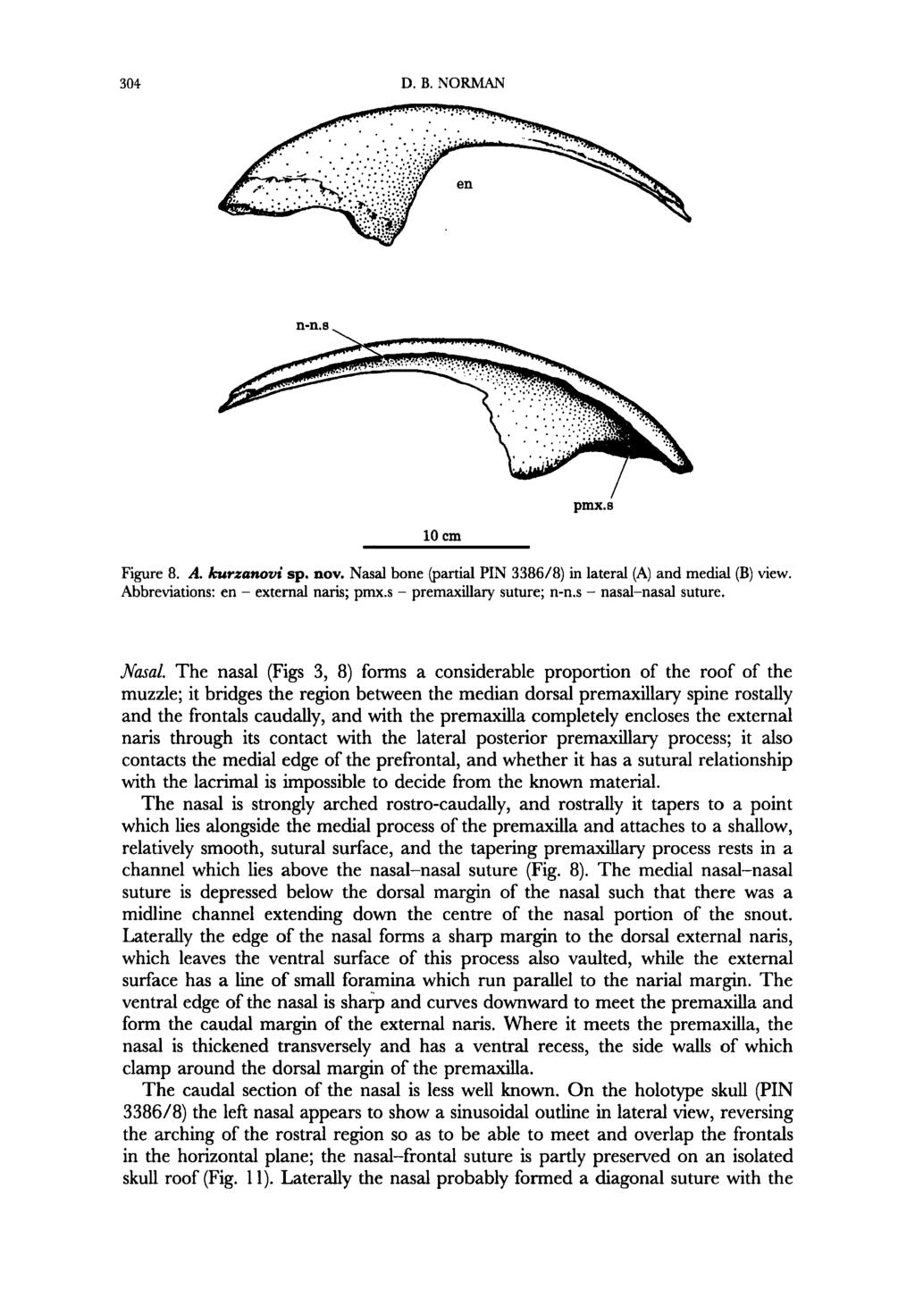 304 D. B. NORMAN n-n.8. 10 cm Figure 8. A. kurzanovi sp. nov. Nasal bone @artial PIN 3386/8) in lateral (A) and medial (B) view. Abbreviations: en - external naris; pmx.s - premaxillary suture; n-n.