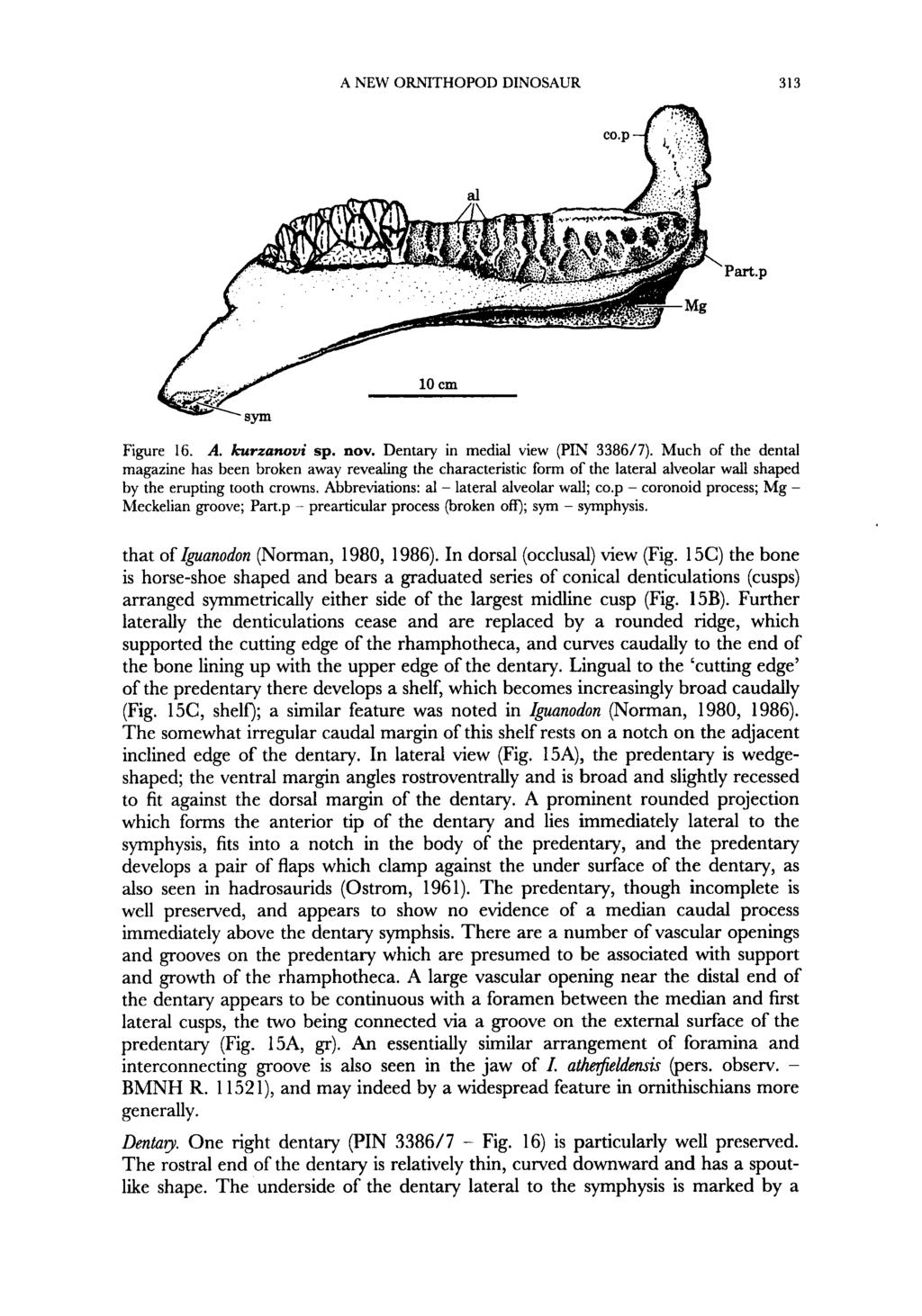 A NEW ORNITHOPOD DINOSAUR 313 Part.p Figure 16. A. kurzanovi sp. nov. Dentary in medial view (PIN 3386/7).