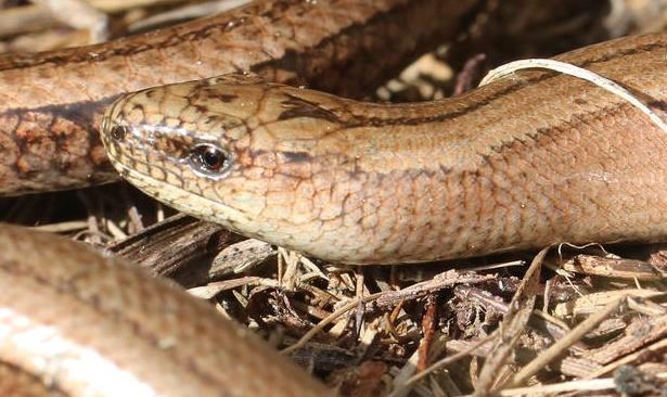 Common lizard and slow worm More difficult Less