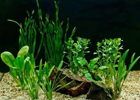 Plants Just like land plants, aquatic plant need natural
