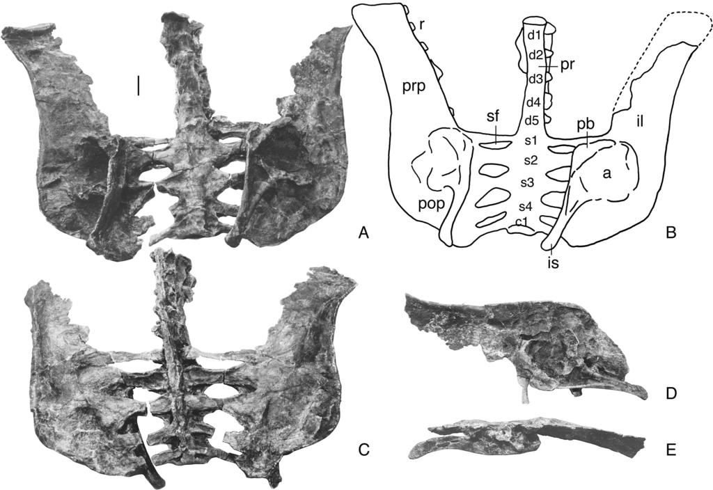 GARCIA AND PEREDA SUBERBIOLA NEW SPECIES OF STRUTHIOSAURUS 159 FIGURE 3. A, ventral and C, dorsal views of the pelvic girdle and synsacrum of Struthiosaurus languedocensis, sp. nov.
