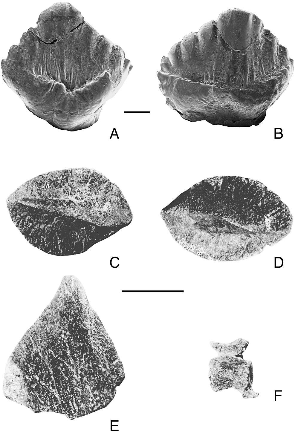160 JOURNAL OF VERTEBRATE PALEONTOLOGY, VOL. 23, NO. 1, 2003 evidence of dermal armour directly associated with the dorsal surface of the ilia.