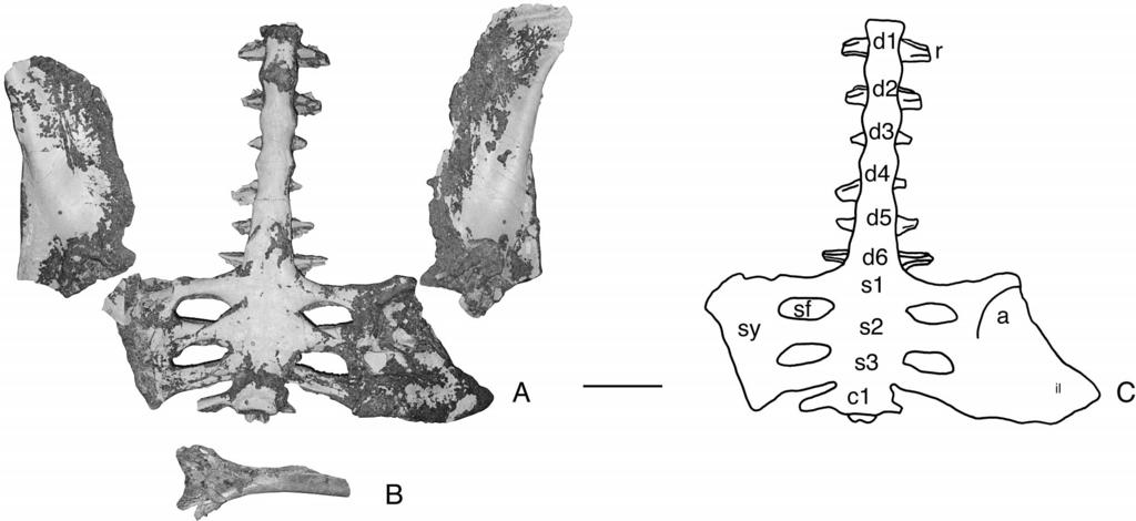 GARCIA AND PEREDA SUBERBIOLA NEW SPECIES OF STRUTHIOSAURUS 161 FIGURE 5. Pelvic girdle and synsacrum of Struthiosaurus sp. from the upper Campanian of Laño, Iberian Peninsula. A, MCNA 7420.