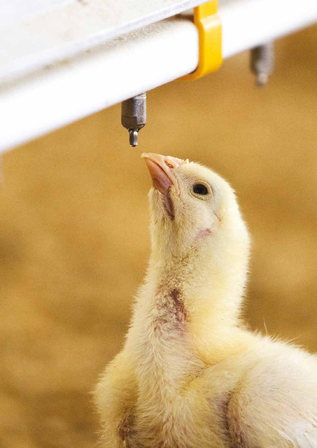 BIG ACHIEVEMENTS OF THE POULTRY MEAT INDUSTRY STOPPED prophylactic use of antibiotics STOPPED use of Colistin NEW ANTIBIOTIC STANDARDS for Red Tractor Poultry Assurance RESULTING IN A 71% Reduction