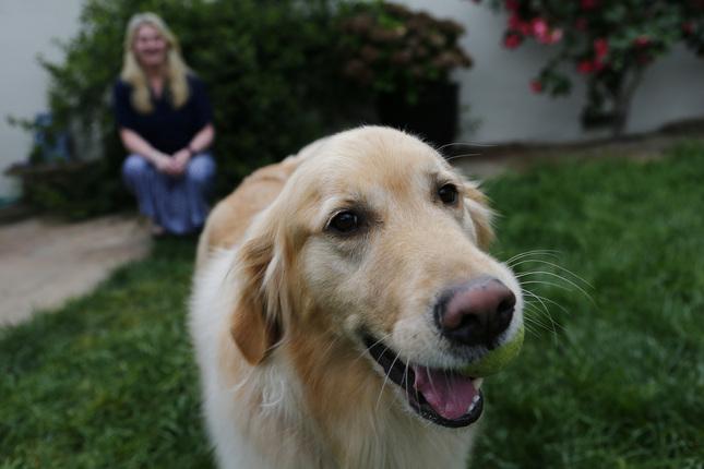 San Jose dogs, owners join DNA studies to help find cures By Natalie Jacewicz, njacewicz@mercurynews.