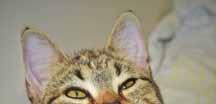 Please call 910-392-0557 to adopt us! Adopt-An-ANGEL My name is Shini and I am the cutest Tabby cat. I like to follow you around like a dog and I will greet you at the door when you come home.