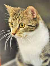 Please call 910-792-9014 to adopt us! CAT: Cat Adoption Team We re at Petsmart 7 days a week. VOLUNTEERS and FOSTER HOMES NEEDED!!! Call 910-792-9014 for more information. Hi, I m Merryweather!