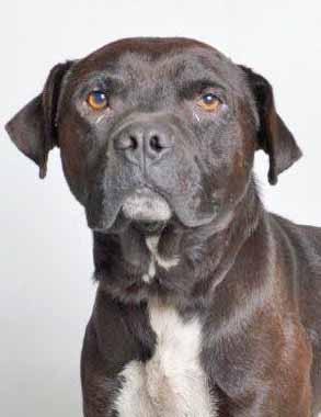 I m a 4-year-old neutered black Pit mix who is very friendly and very ready to brighten up your life. And here s the extra great news: I am FULLY SPON- SORED which means there is NO COST TO ADOPT ME!