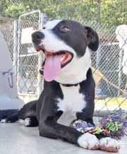 Please stop by the kennel! I'll be so very happy to see you. Hey folks, I'm Winston! I m a 10-month-old stout boy with great energy. I am quite smart and am learning, but need a good leader.